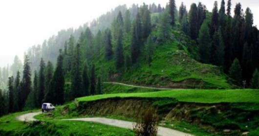 toli peer​