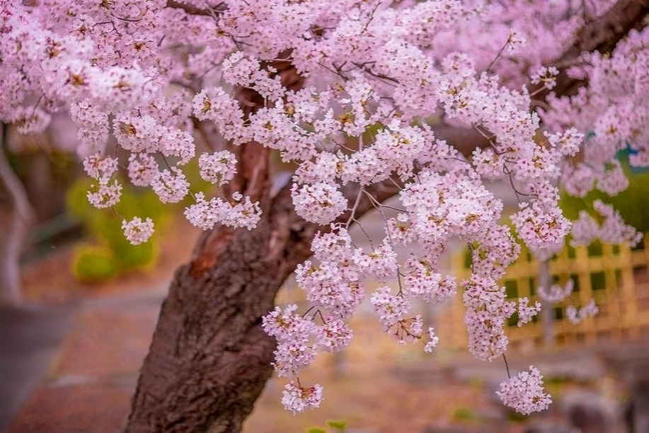 cherry blossom tree in hunza