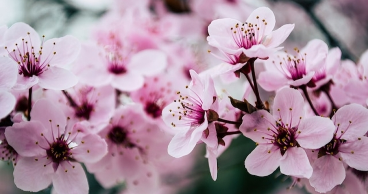 Cherry Blossom Tree in Hunza – A Dreamlike Spring Experience